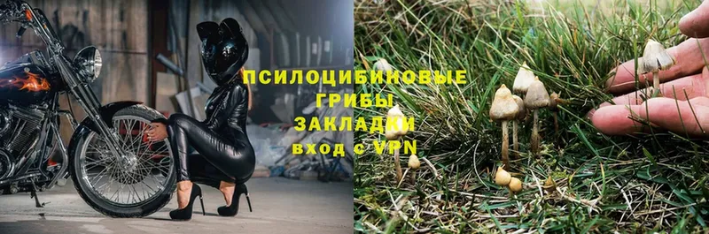 Галлюциногенные грибы мицелий  Верхняя Пышма 